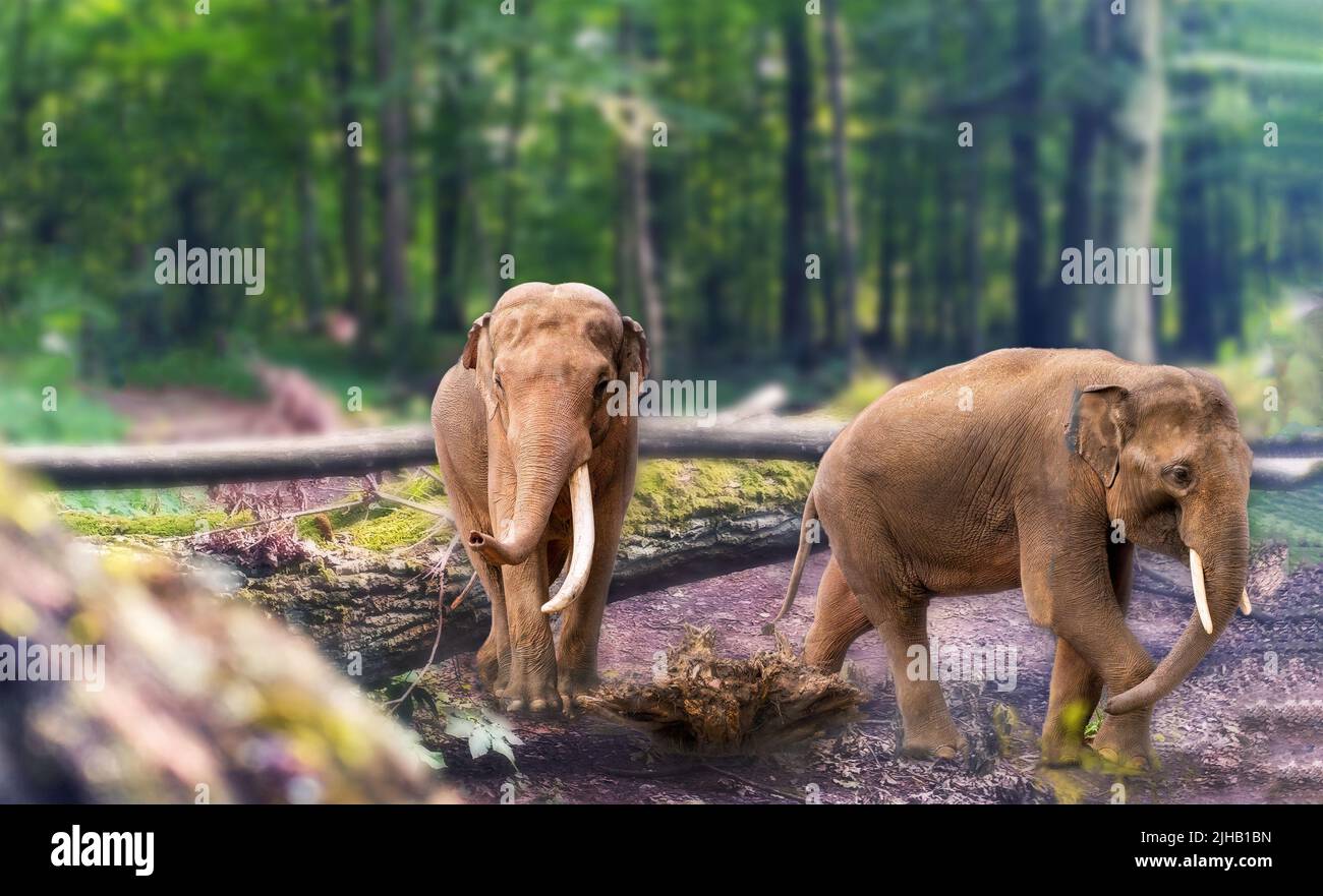 Zwei asiatische Elefant Elephas maximus mit ausgewachsenem Stoßzahn, auch Asiatischer Elefant im Wald genannt, lebende Arten der Gattung Elephas und ist sehr bekannt Stockfoto