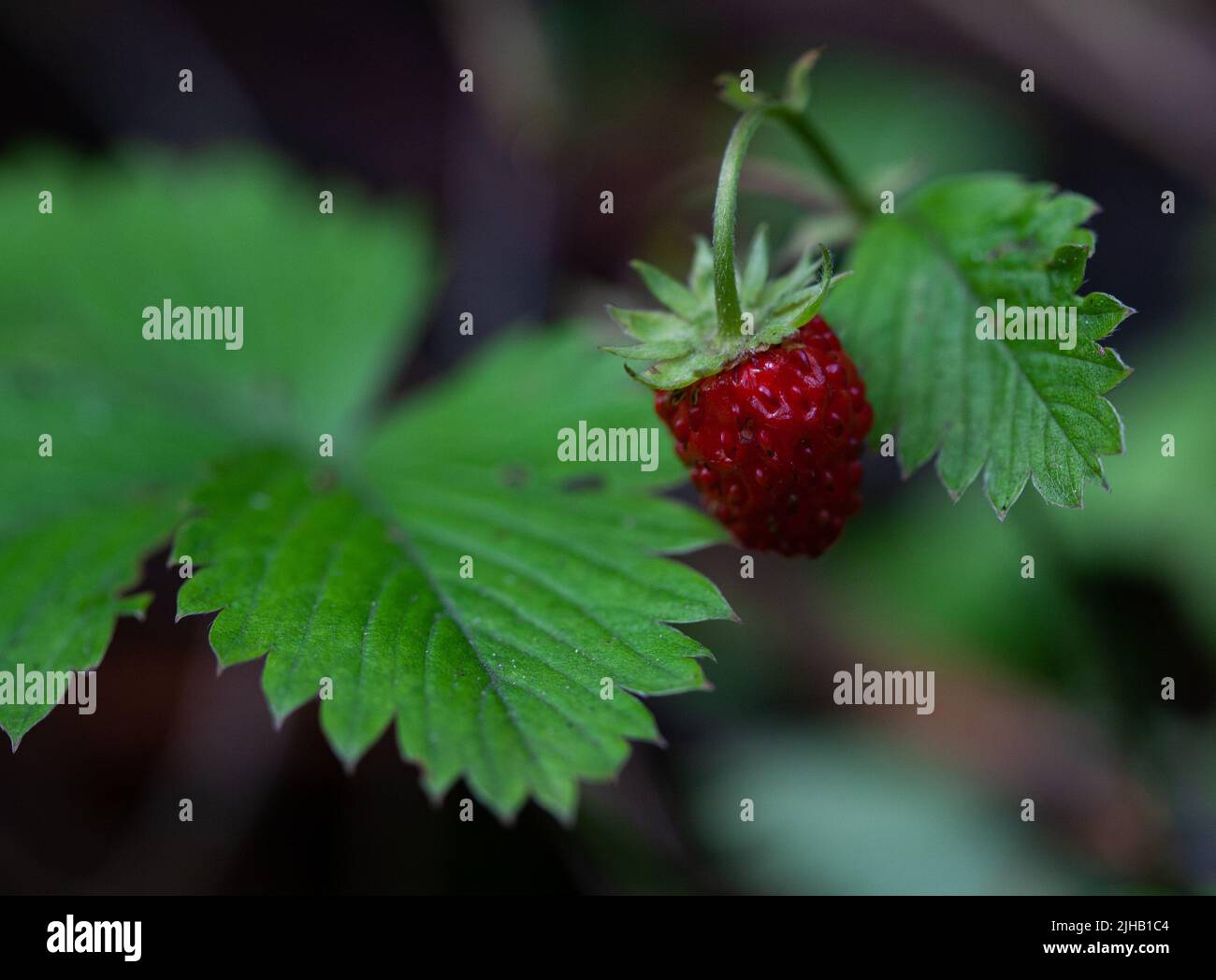 Nahaufnahme einer wilden Erdbeere Stockfoto