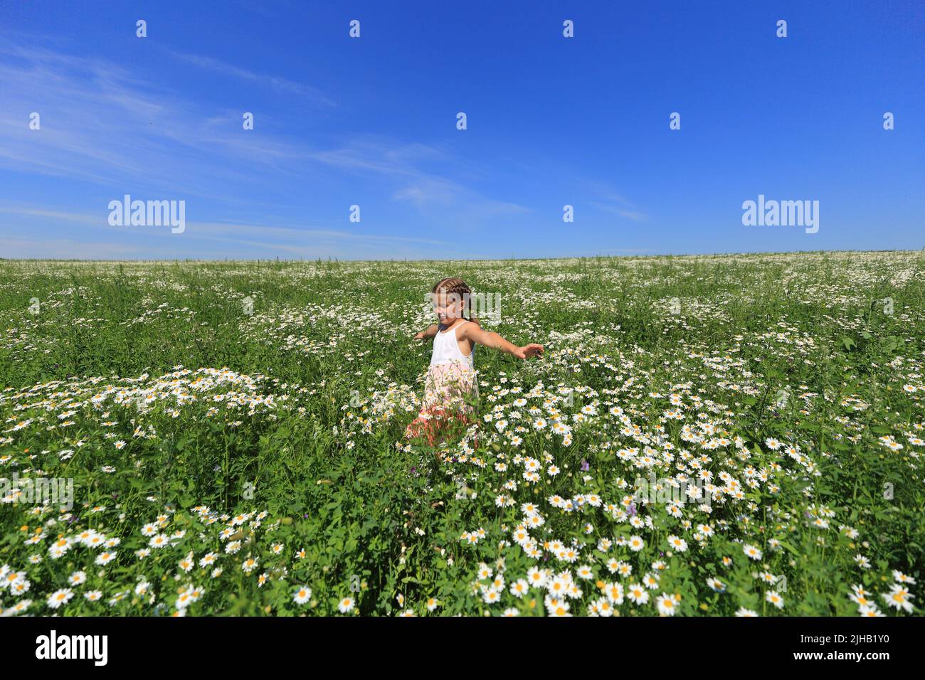 Zwei Kinder auf einem Kamillenfeld fliegen einen Drachen in den Himmel. Kinder spielen im Sommer gegen den blauen Himmel auf dem Feld Stockfoto