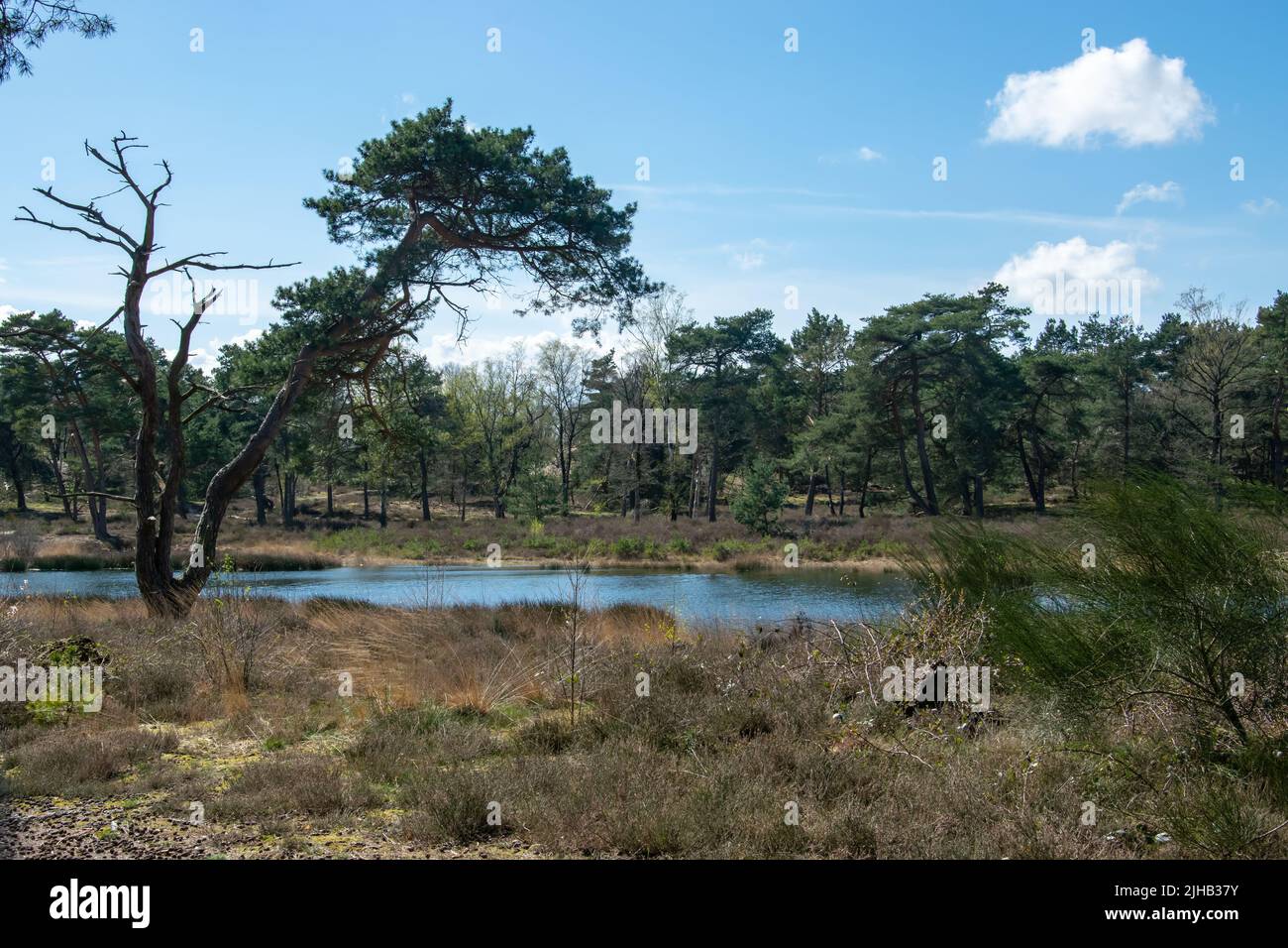 Eine malerische Landschaft mit einem Teich in einem Naturschutzgebiet, Gennepse Hei, Limburg, Niederlande Stockfoto