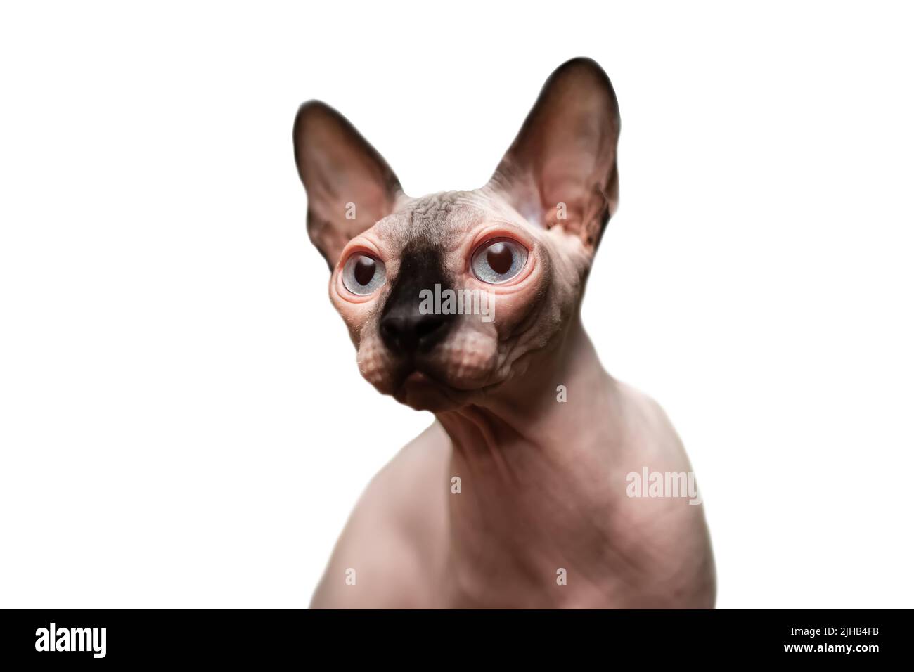 Haarlose sphynx mit großen Augen und schwarzer Schnauze sieht zur Seite, schöne exotische Katze auf weißem Hintergrund Stockfoto