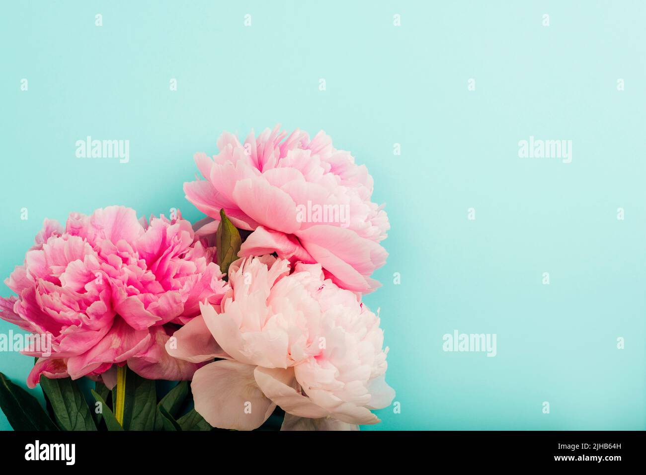 Pinke Pfingstrosen-Blüten auf hellblauem Hintergrund mit Kopierfläche. Draufsicht. Stockfoto