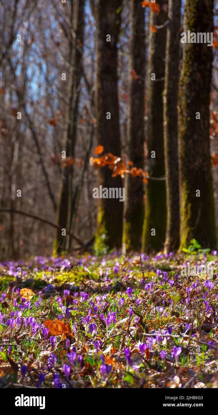 Landschaftspark im Frühling. Schöner Naturhintergrund an einem sonnigen Tag. Blühende Krokusblüten auf dem Boden Stockfoto