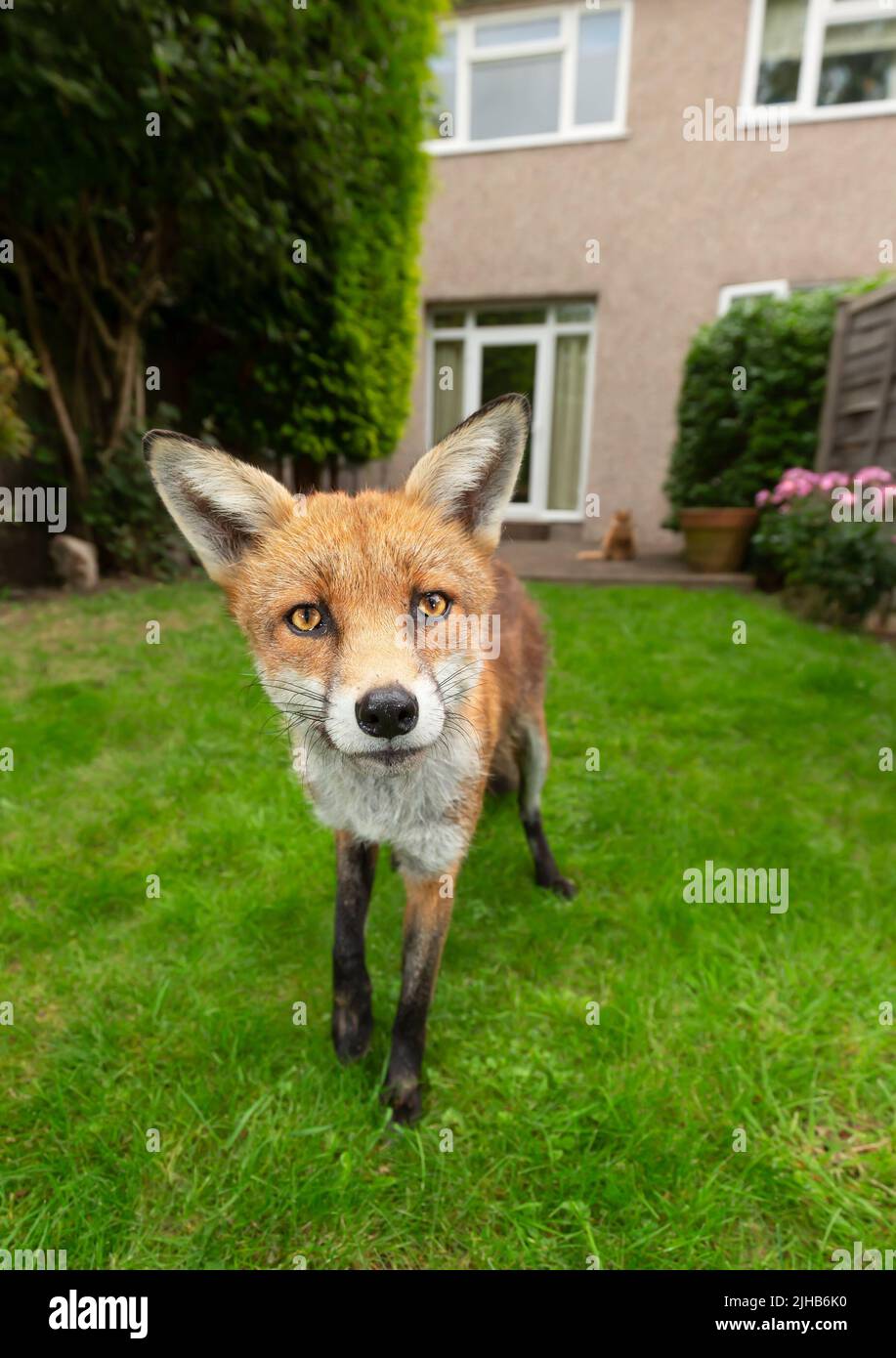 Nahaufnahme eines Rotfuchses, der im Garten in der Nähe eines Hauses in einem Vorort von London steht, Sommer in Großbritannien. Stockfoto
