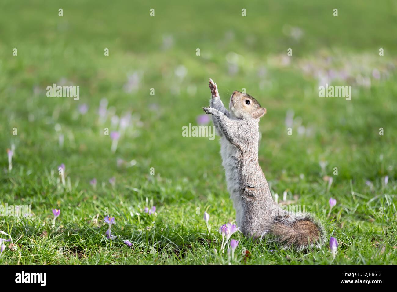Nahaufnahme eines östlichen grauen Eichhörnchens, das auf seinen Hinterbeinen im grünen Gras mit Krokus steht, Großbritannien. Stockfoto