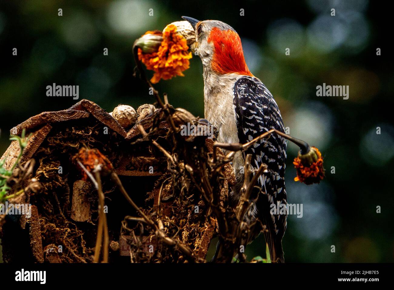 Rotbelieger Specht auf einem Vogelhaus Stockfoto