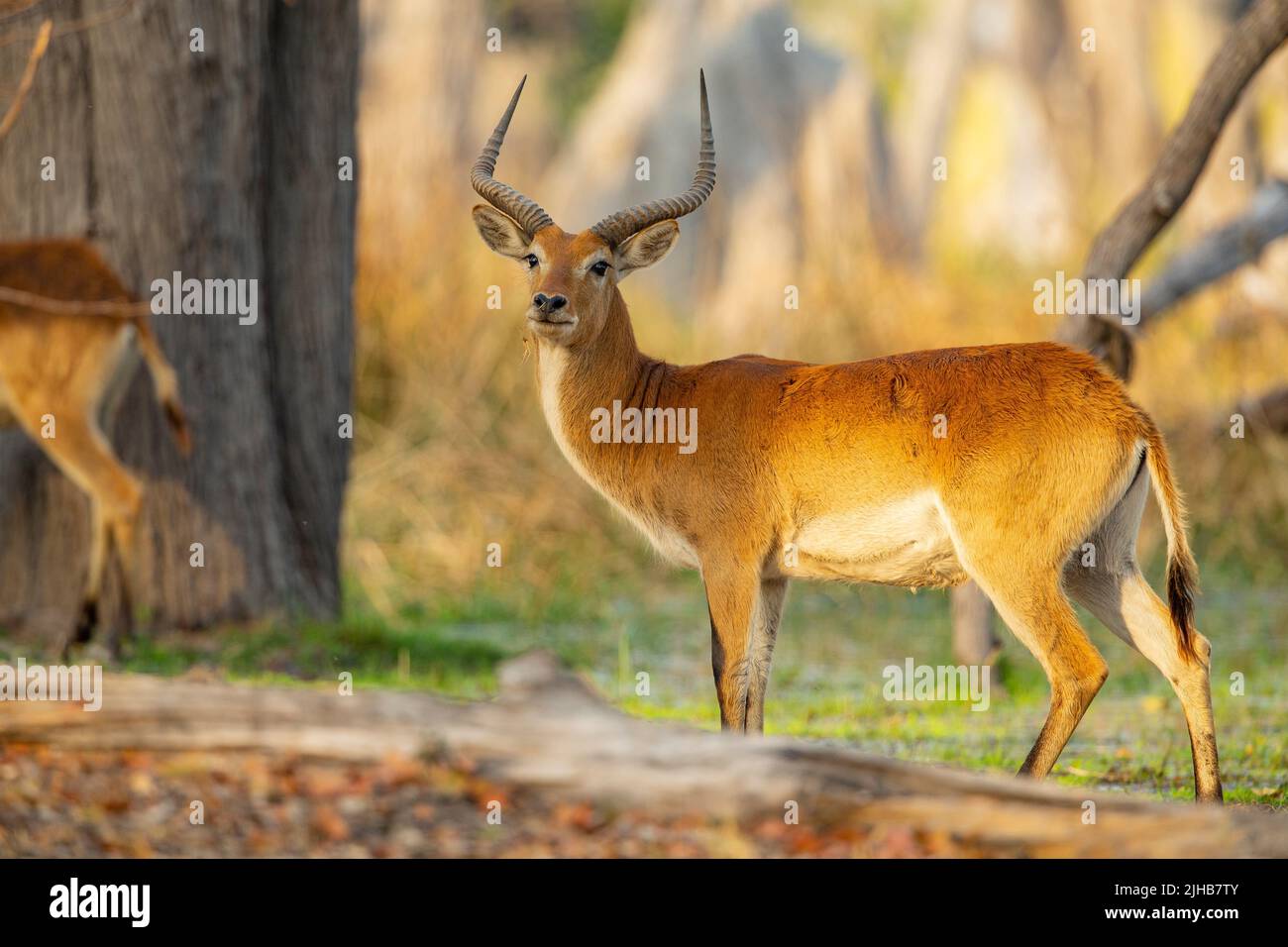 Lechwe (Kobus leche), rote Lechwe oder südliche Lechwe, reifer Buck. Stockfoto