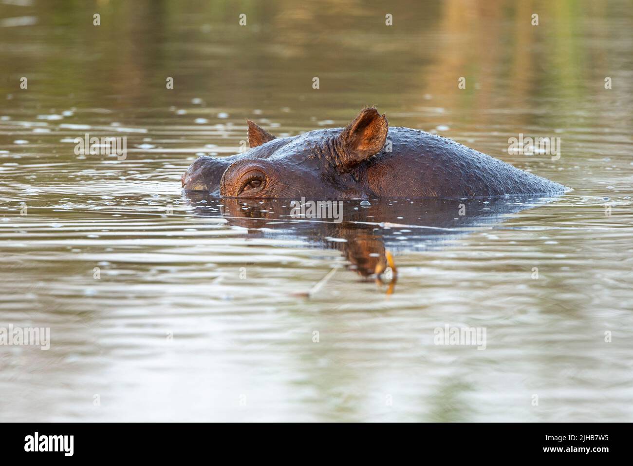 Nilpferd (Hippopotamus amphibius) tauchte teilweise in ein Wasserloch ein. Stockfoto