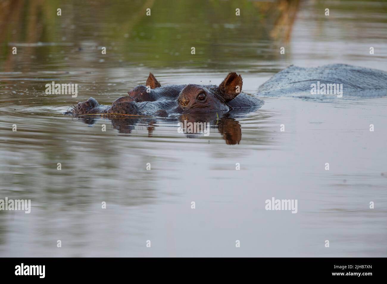 Nilpferd (Hippopotamus amphibius) tauchte teilweise in eine Kamera mit Blick auf ein Wasserloch ein Stockfoto