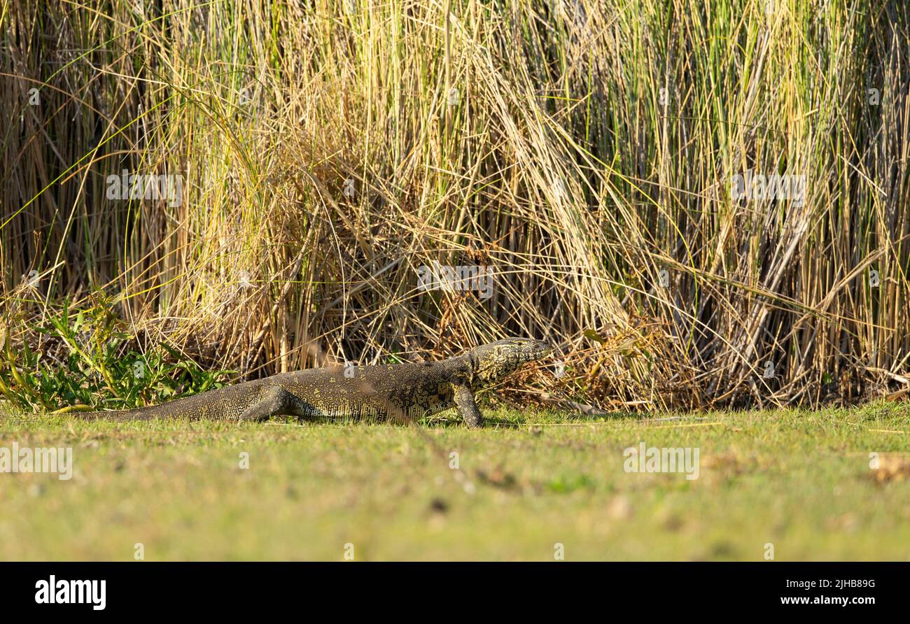 Wasserüberwachungseidechse (Varanus-Salvator) Stockfoto