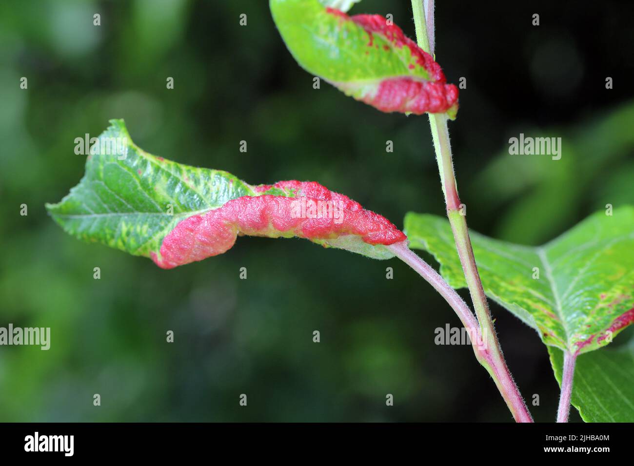 Rote verfärbte Apfelblätter aufgrund von Blattläusen Dysaphis Radicicola Radicola. Schädling von Obstbäumen in Obstgärten und Gärten. Stockfoto