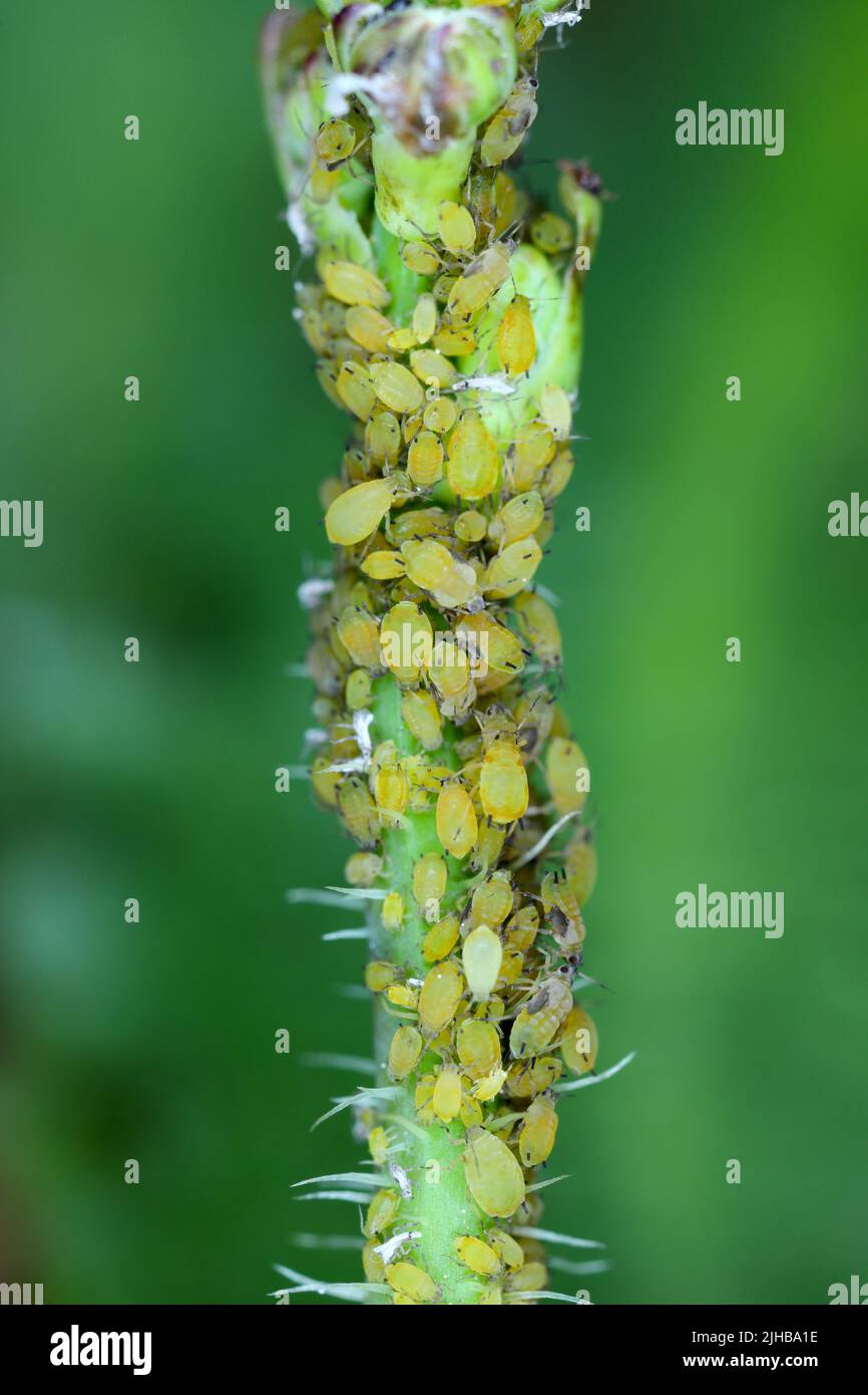 Kolonie der Baumwollaphid (auch Melonenaphid und Baumwollaphid genannt) Aphis gossypii auf der Crepis-Pflanze. Stockfoto