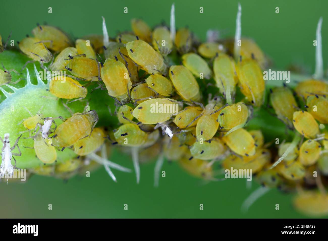 Kolonie der Baumwollaphid (auch Melonenaphid und Baumwollaphid genannt) Aphis gossypii auf der Crepis-Pflanze. Stockfoto