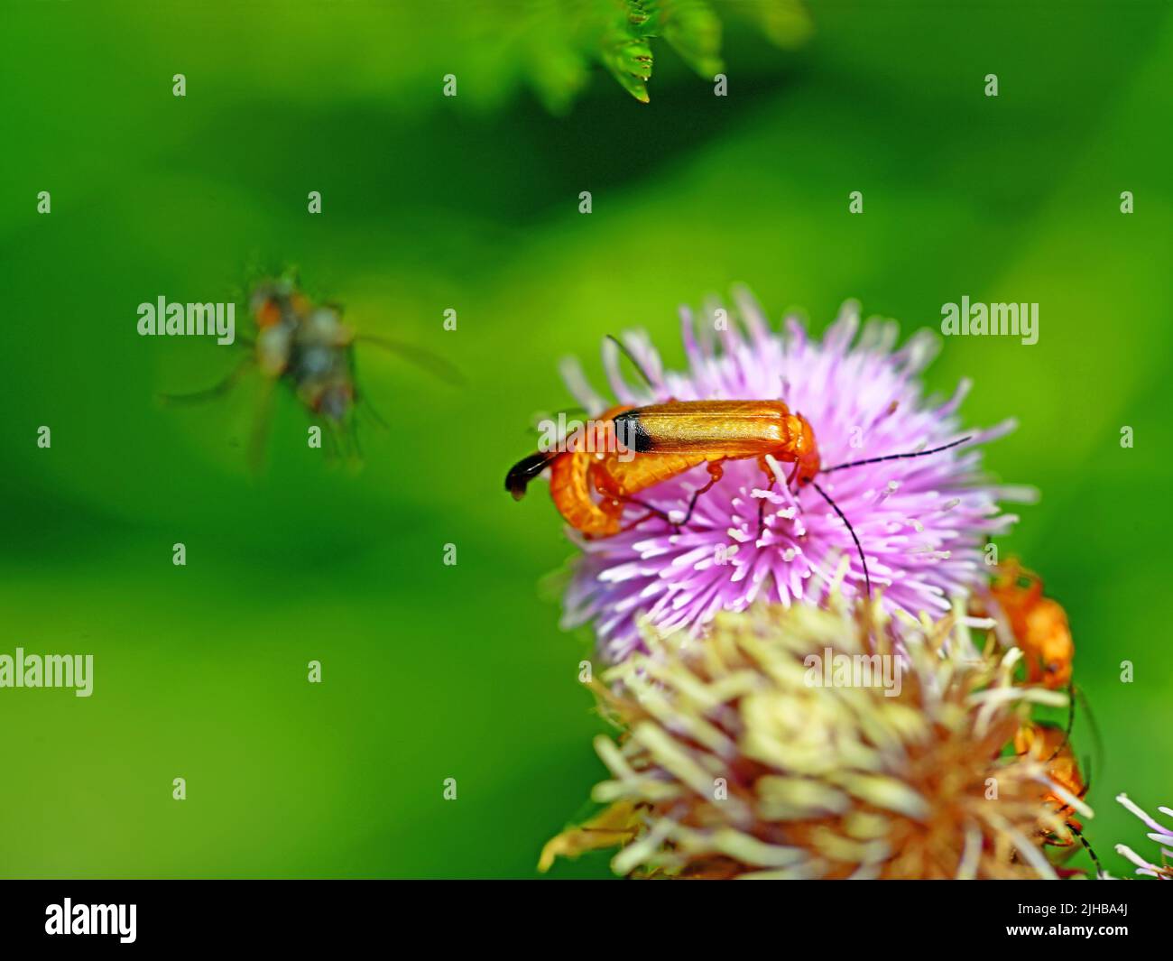 Vier feuerfarbene Käfer aus der Familie der Pyrochroidae bestäuben vor tiefgrünem Hintergrund eine purpurne Seestiebe Stockfoto