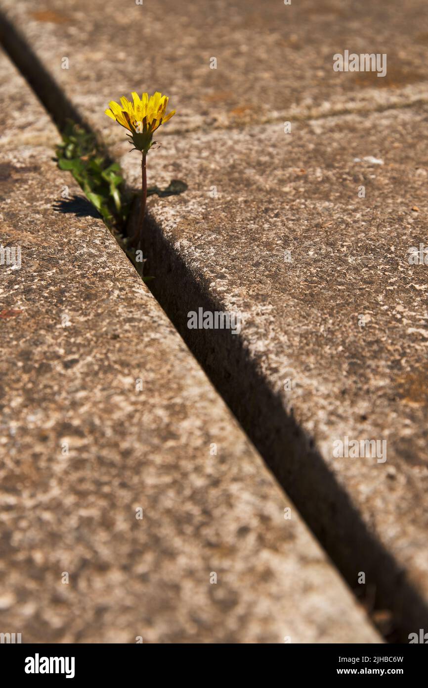 Gartengras in Riss/Spalt/Fugen in Pflastersteinen Stockfoto