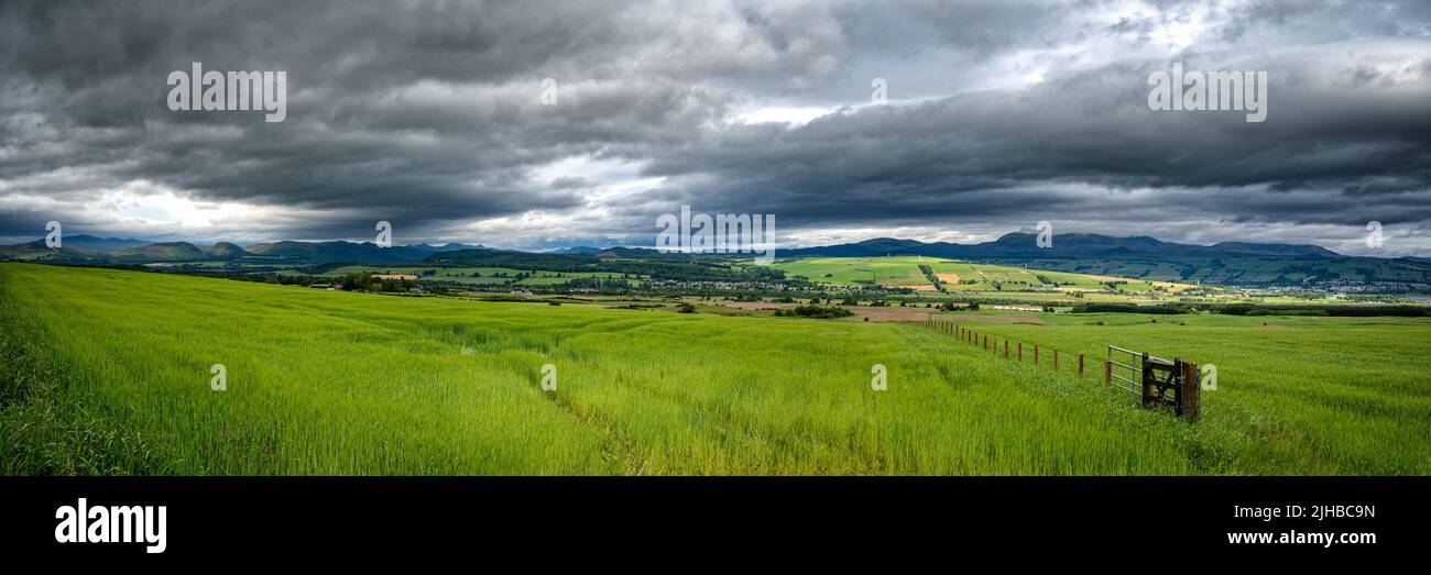 Die Getreidefelder südlich von Muir of Ord und dem Cromarty Firth leuchten nach etwas Regen fast grün. Stockfoto