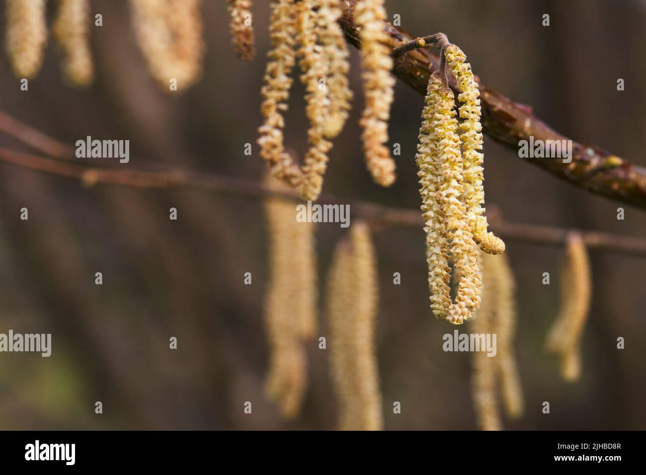 Nahaufnahme von Hasel-Kätzchen, die an einem Ast hängen. Hasel blüht im Frühling und ist eine weit verbreitete Laubpflanze, die als Strauch oder Baum wachsen kann, Stockfoto