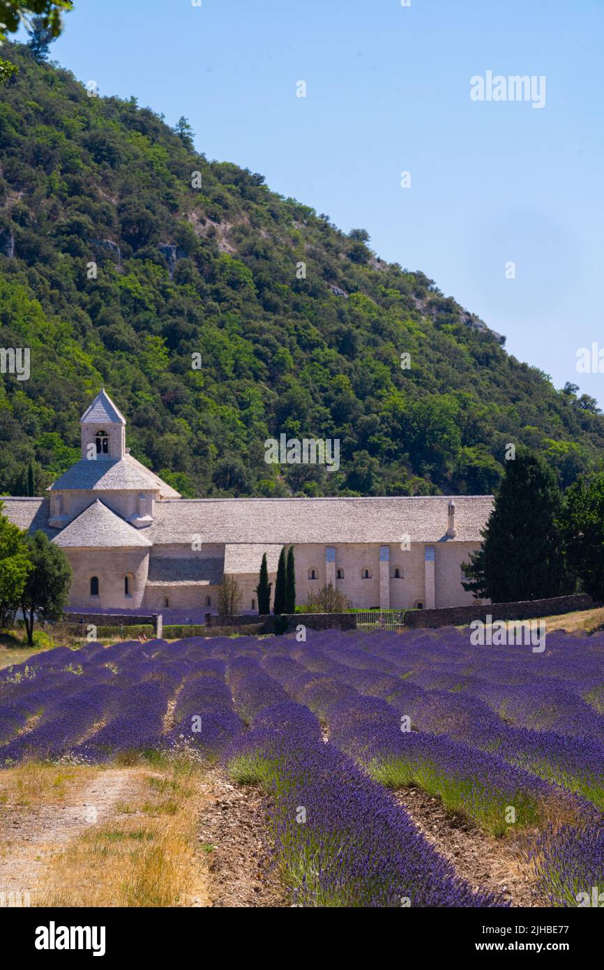 Provence, 1.3. Juli 2022 Lavendelfelder in der Provence in der Nähe