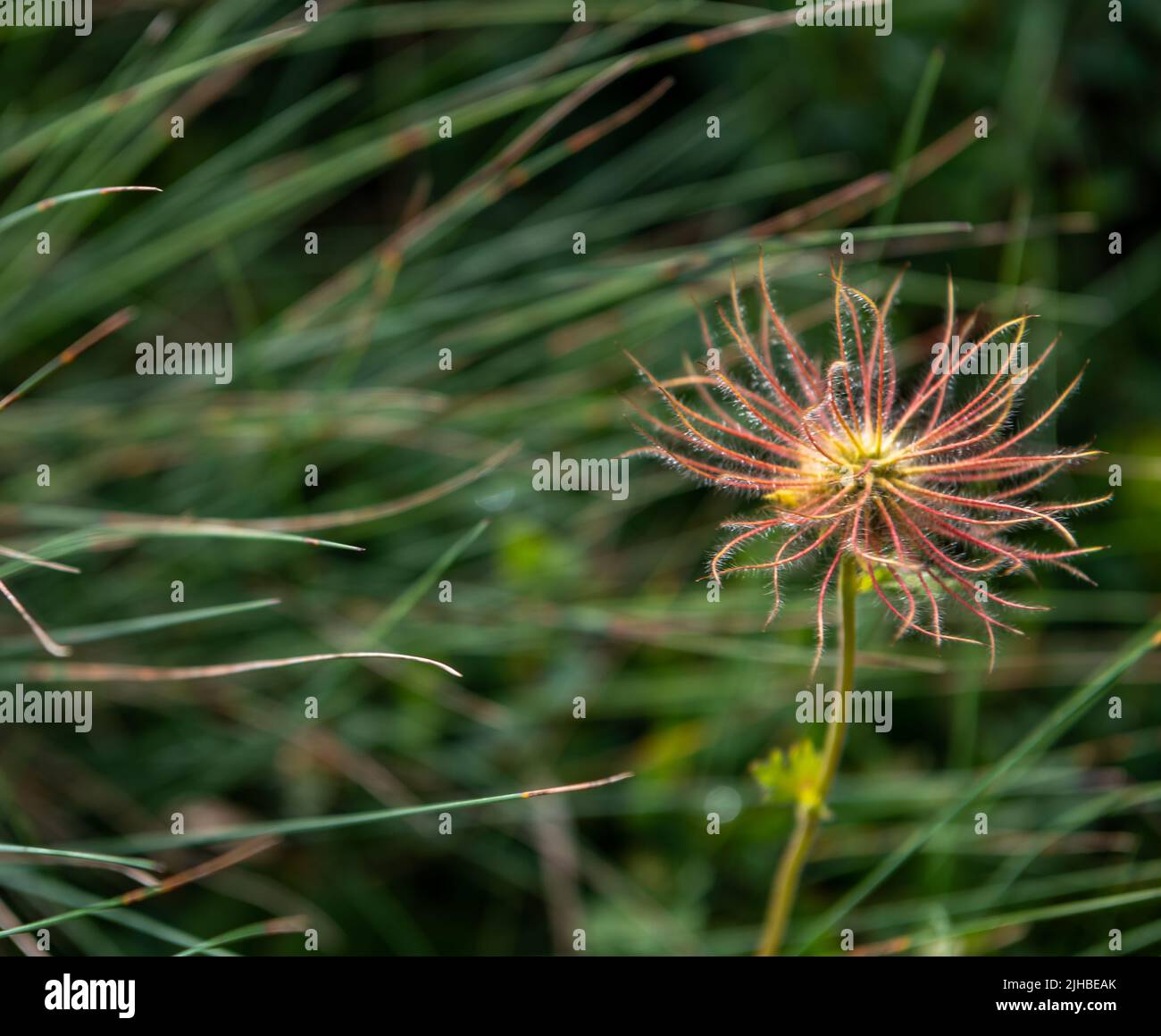 Alpenpasqueblume (Pulsatilla alpina) mit ihren unverwechselbaren seidigen, haarigen Samenköpfen (Achenes) Stockfoto