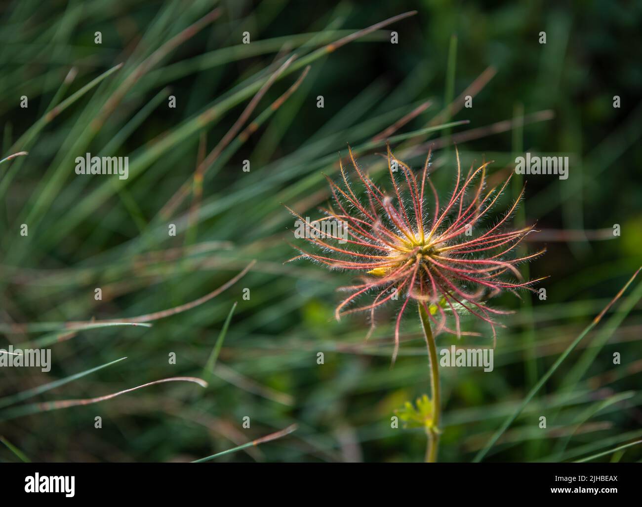 Alpenpasqueblume (Pulsatilla alpina) mit ihren unverwechselbaren seidigen, haarigen Samenköpfen (Achenes) Stockfoto