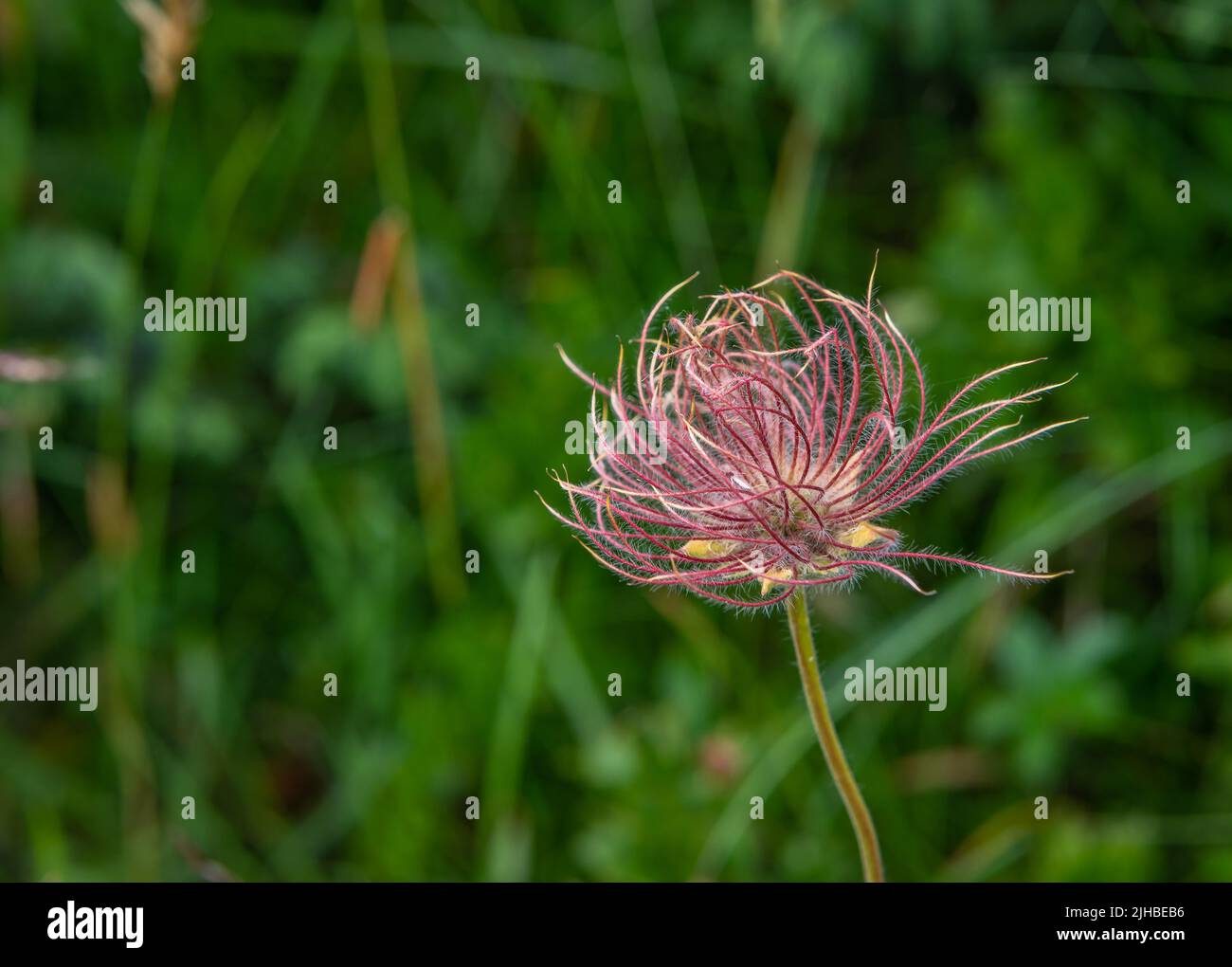 Alpenpasqueblume (Pulsatilla alpina) mit ihren unverwechselbaren seidigen, haarigen Samenköpfen (Achenes) Stockfoto