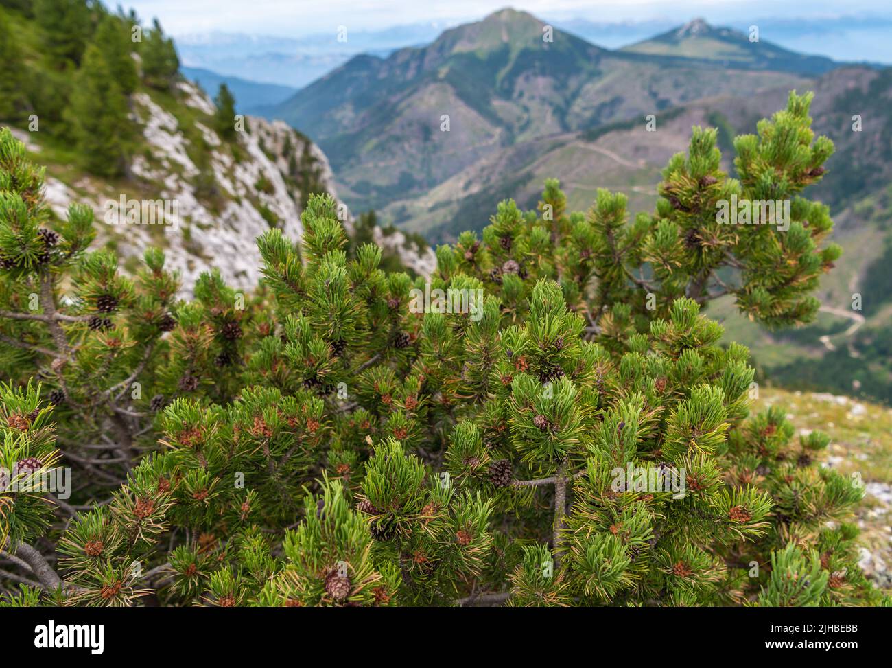 Pinus mugo ist ein buschiger und buschiger Nadelbaum mit einem schrägen und verdrehten Lager. Dolomiti Mountains, Norditalien. Bergkiefer (Pinus mugo). Stockfoto