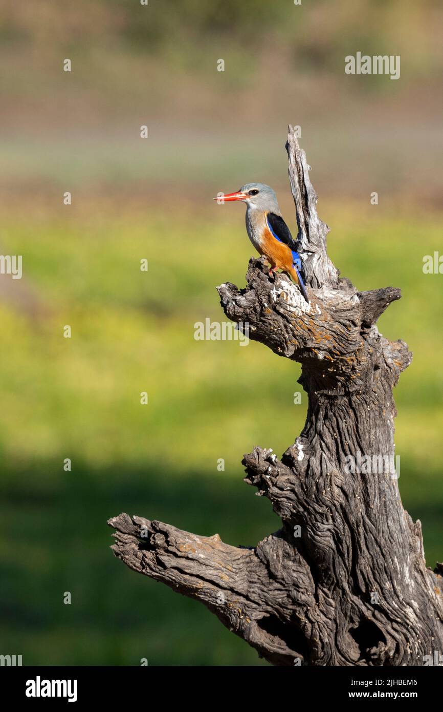 Sambia, South Luangwa National Park. Graukopfeisvögel (Halcyon leucocephala) Stockfoto
