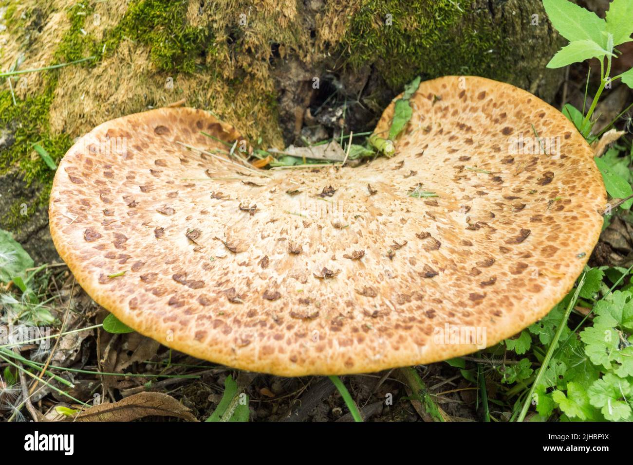 Ein großer Wildpilz wächst in der Nähe eines Baumes Stockfoto