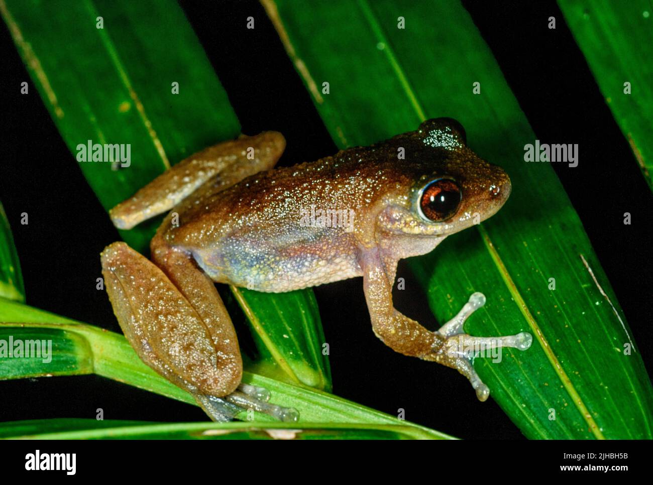 Gemeiner Mistfrog (Ranoidea rheocola) aus Daintree, Queensland, Australien. Stockfoto