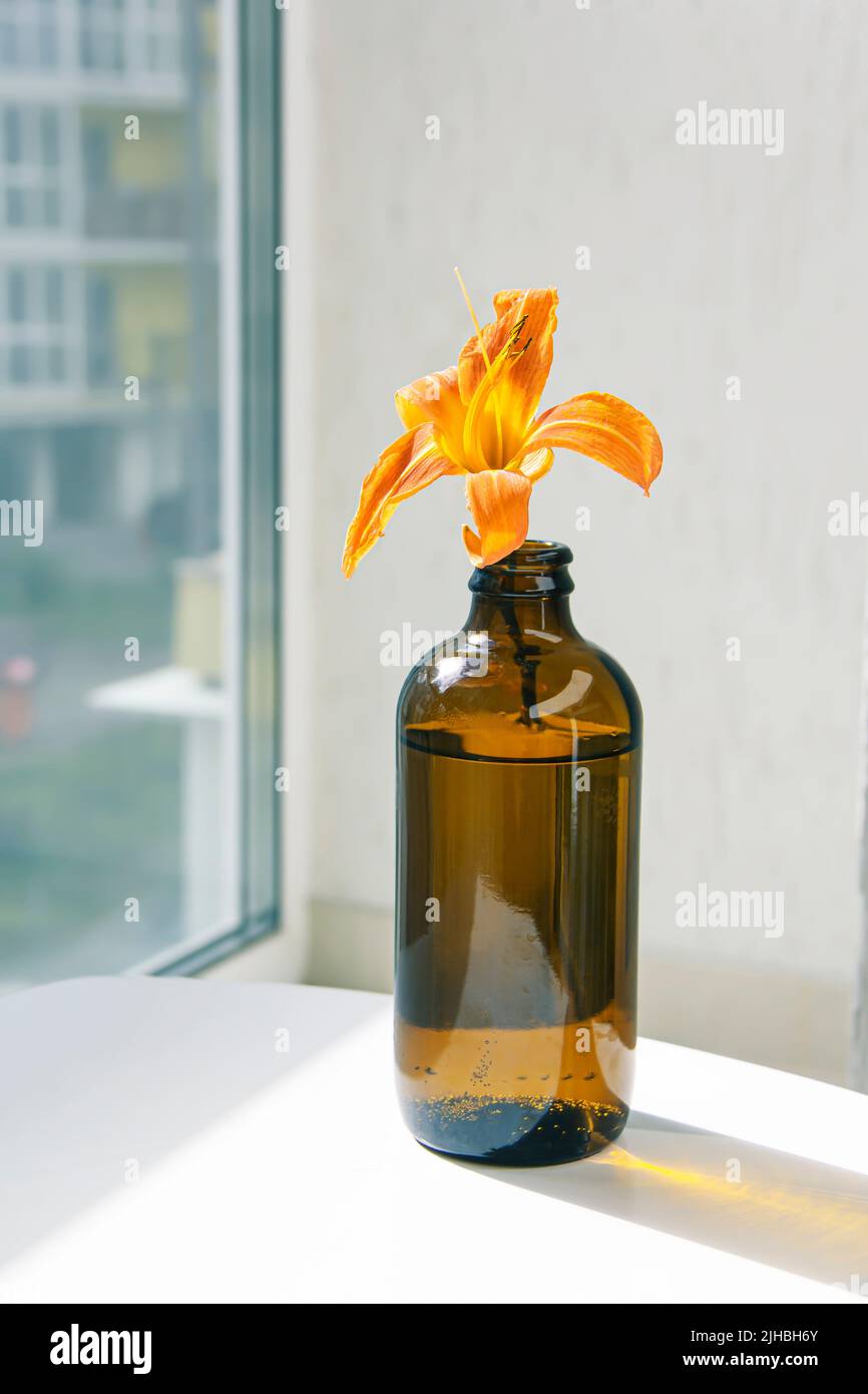 Das Stillleben - die Blume im Glasbehälter, chiaroscuro Stockfoto