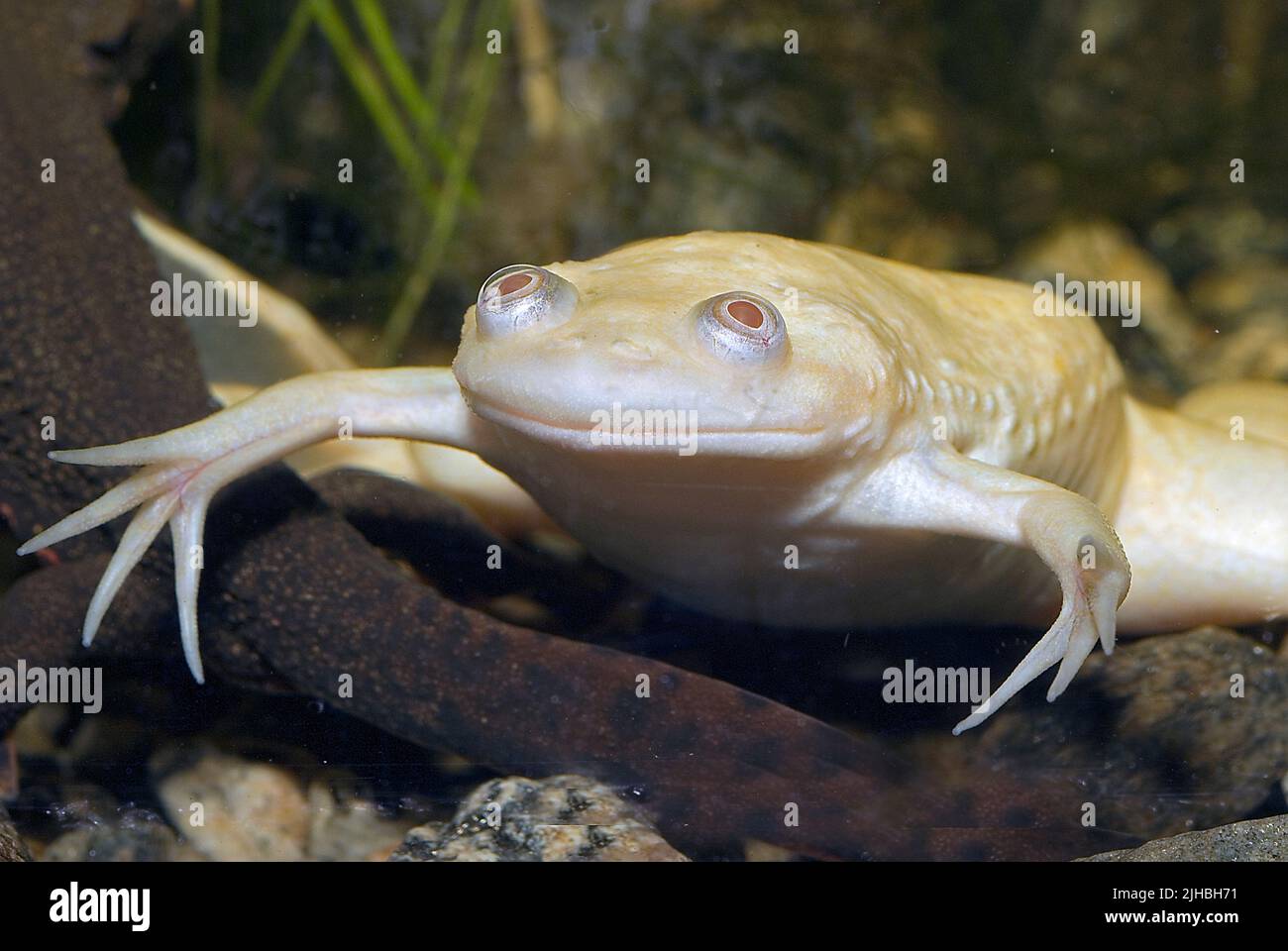 Afrikanischer Krallenfrosch, Xenopus laevis. Die ersten zu klonenden Organismen. Hat drei Space Shuttle-Missionen besucht. Lebt dauerhaft im Wasser. Stockfoto