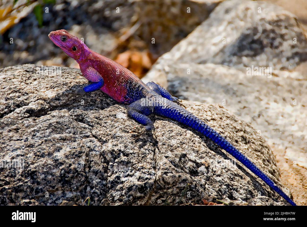 Dominantes Männchen der Mwanza flacher Agama, Agama Mwanzae. Serengeti NP, Tansania. Stockfoto