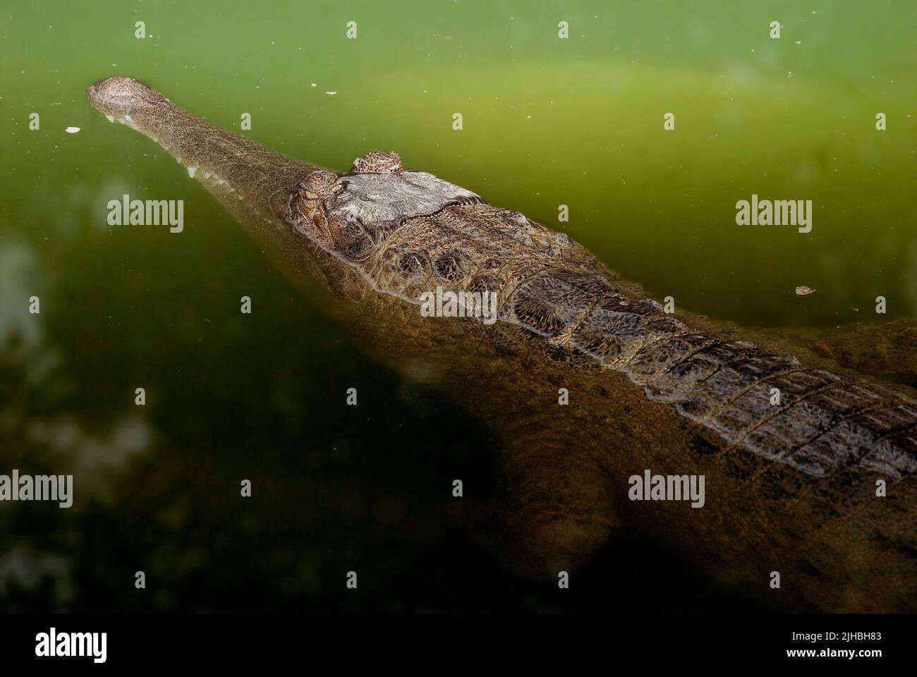 Schlankes Krokodil, Crocodylus cataphractus.kontrollierte Bedingungen Stockfoto