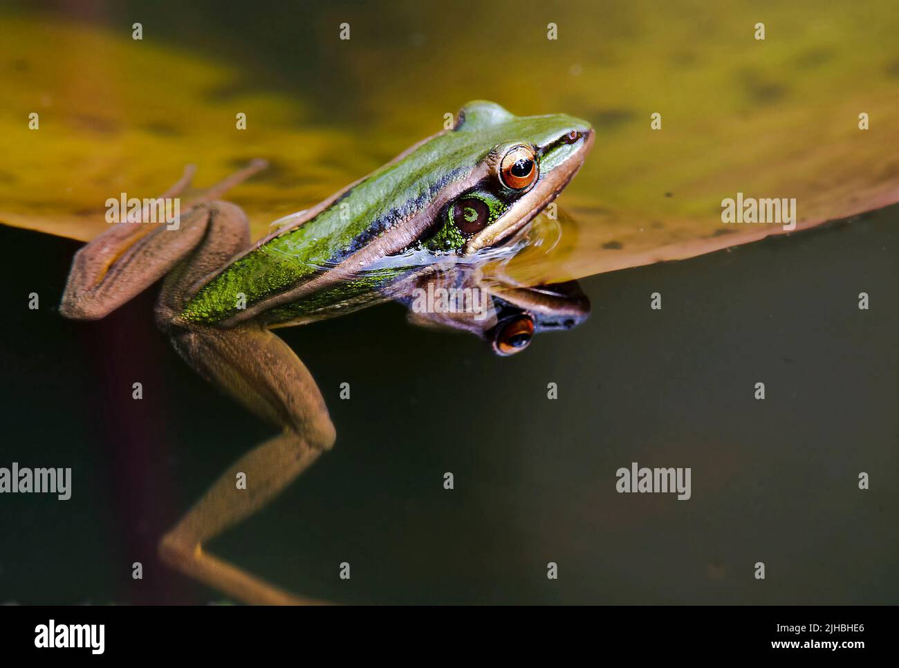 Der Frosch Hylarana megalonesa aus Tabin, Sabah, Borneo. Stockfoto