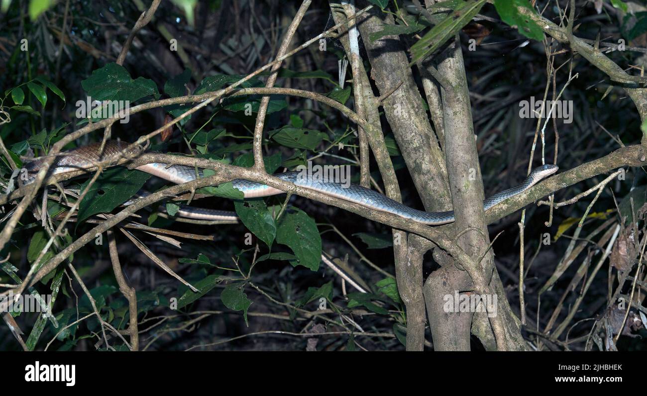 Unbekannte Rattennatter aus dem Kinabatangan-Fluss, Sabah, Borneo. Stockfoto