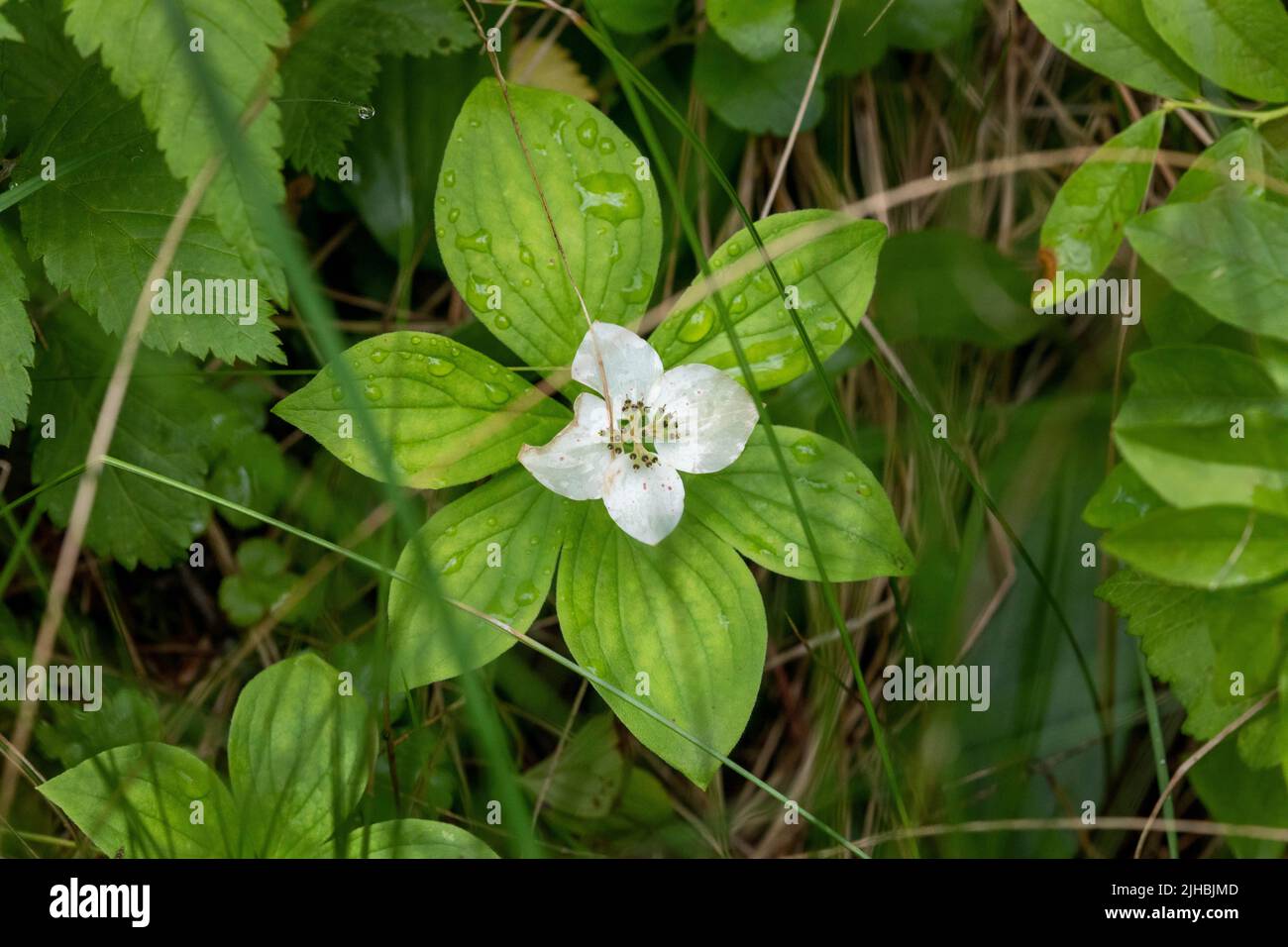 Bunchberry blüht im nördlichen Minnesota Moor und Feuchtgebiet Stockfoto