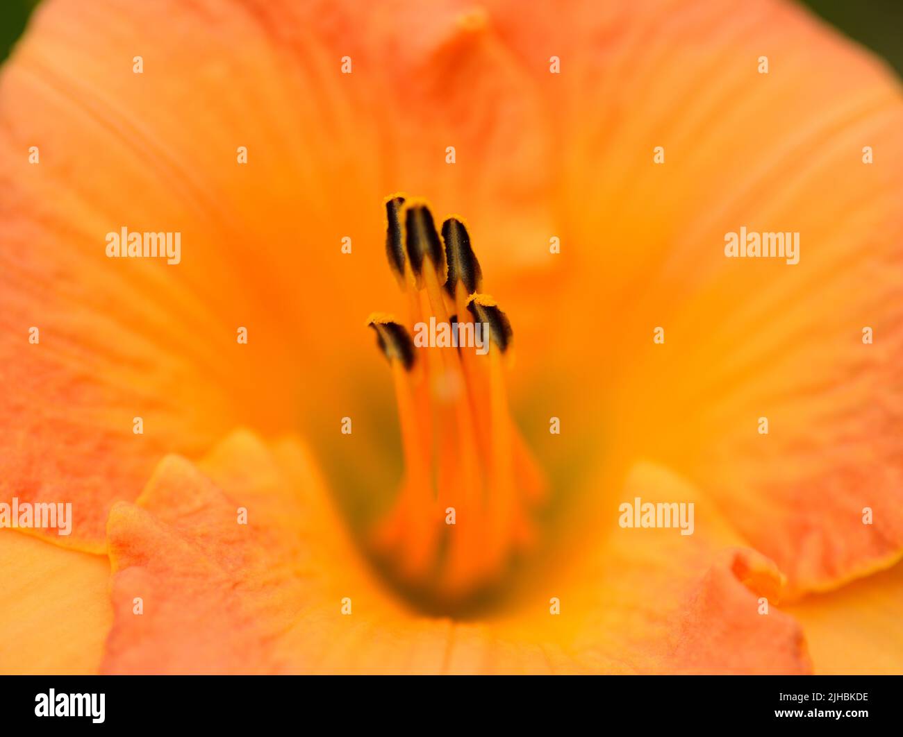 Nahaufnahme einer pfirsichfarbenen Tageslilie (Hemerocallis ssp.) mit braun gestreiften Anthern auf einem orangefarbenen, gelben Hintergrund der Blütenblätter. Stockfoto