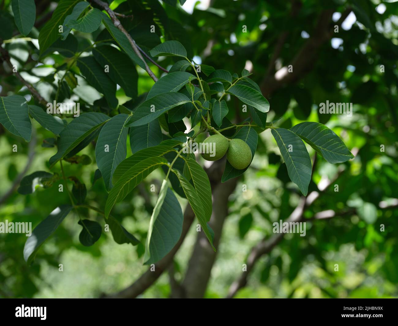 Unreife Walnüsse wachsen auf einem Walnussbaum. Nahaufnahme. Stockfoto