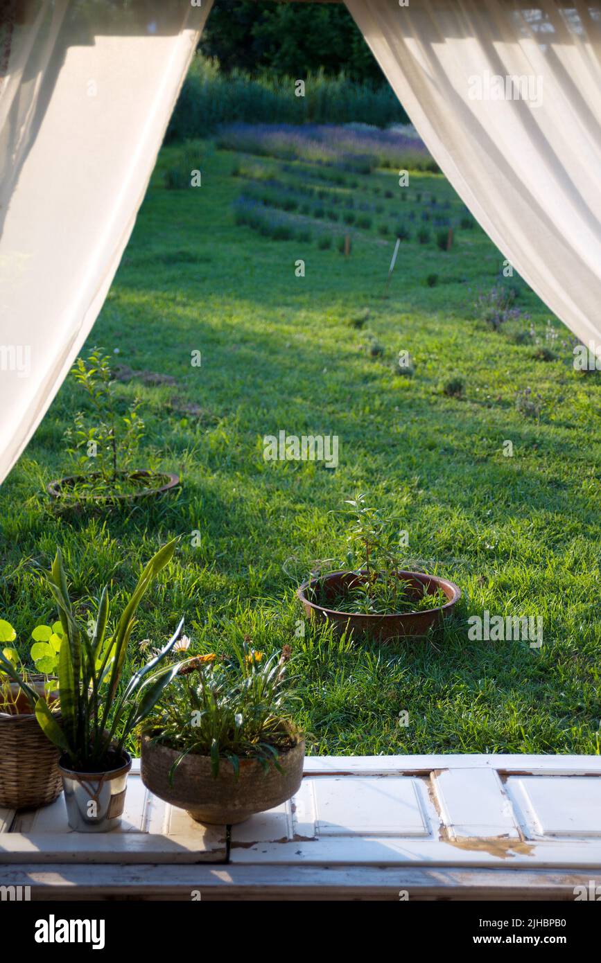 Blick auf den Garten von der hausgemachten Liebe Stockfoto