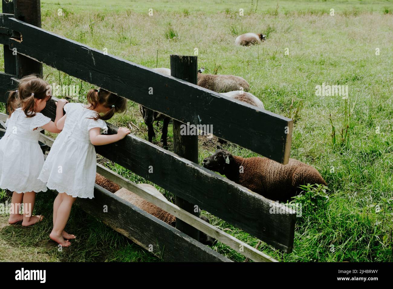 Mädchen in weißen Kleidern beobachten Schafe durch einen Zaun im Gras Stockfoto