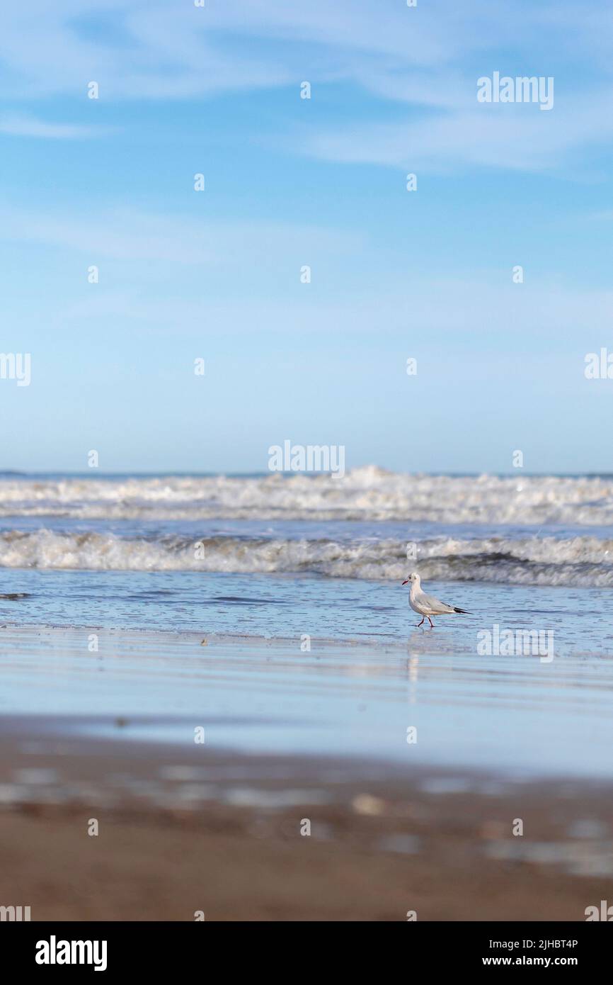 Sommeratmosphäre am sonnigen Herbststrand von Malvarrosa in Valencia, Spanien. Die Küste zieht Möwen an, um gemächlich nach Muscheln zu suchen Stockfoto