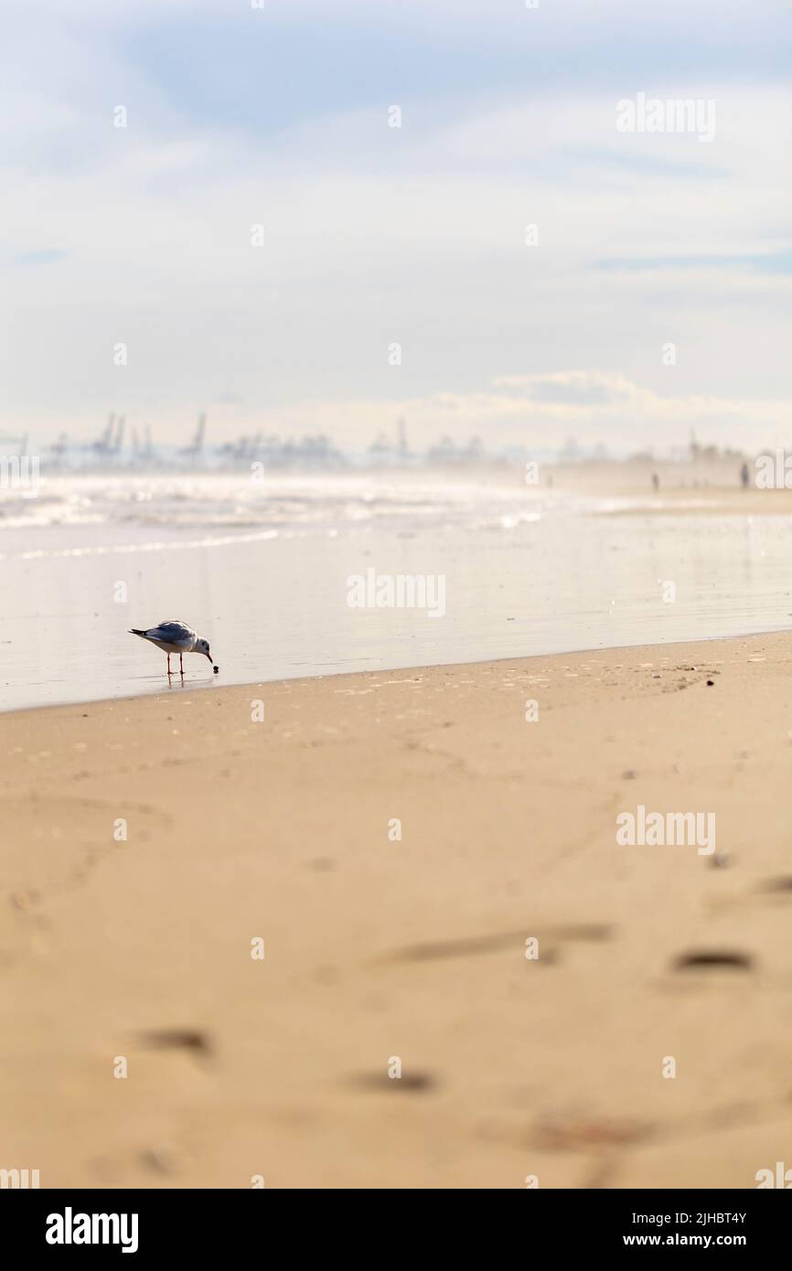 Sommeratmosphäre am sonnigen Herbststrand von Malvarrosa in Valencia, Spanien. Die Küste zieht Möwen an, um gemächlich nach Muscheln zu suchen Stockfoto