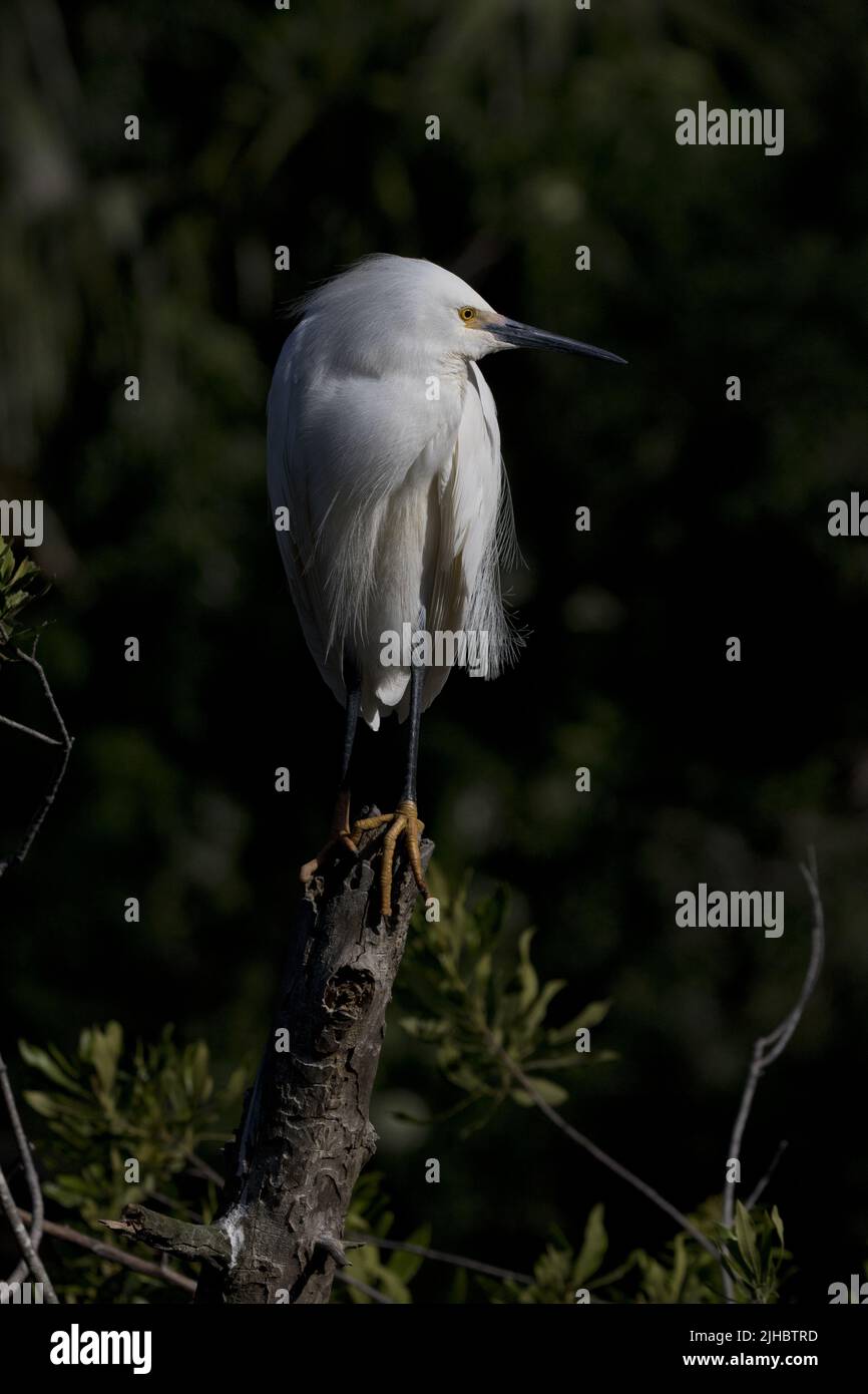 Goldene Pantoffeln Füße sichtbar auf Snowy Egret vor dunklem Hintergrund von Sumpf in St. Augustine, Florida, USA Stockfoto