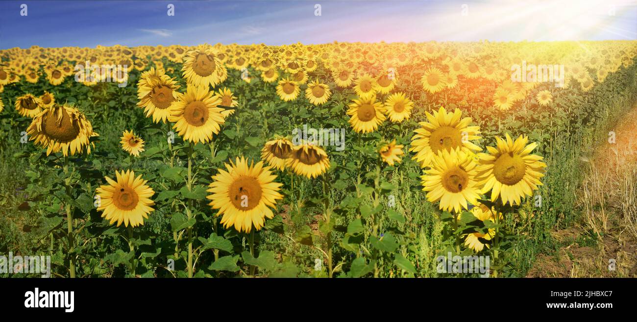 Sonnenblumen vintage Panorama Blumen Dandelion Sonnenuntergang Stimmung Stockfoto