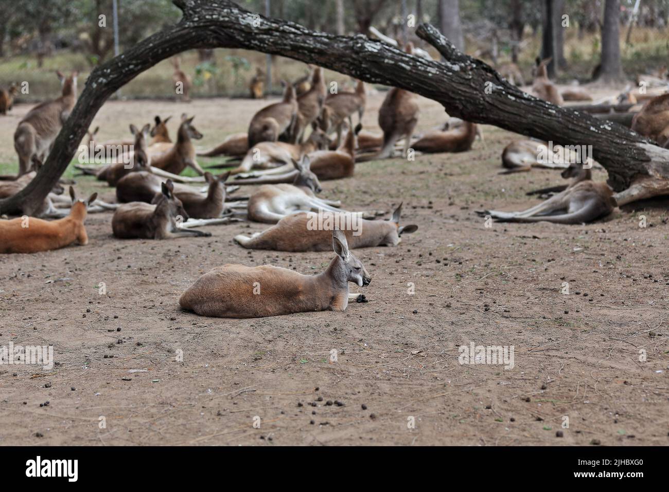 074 Mob gemischter roter und östlicher grauer Kängurus. Brisbane-Australien. Stockfoto