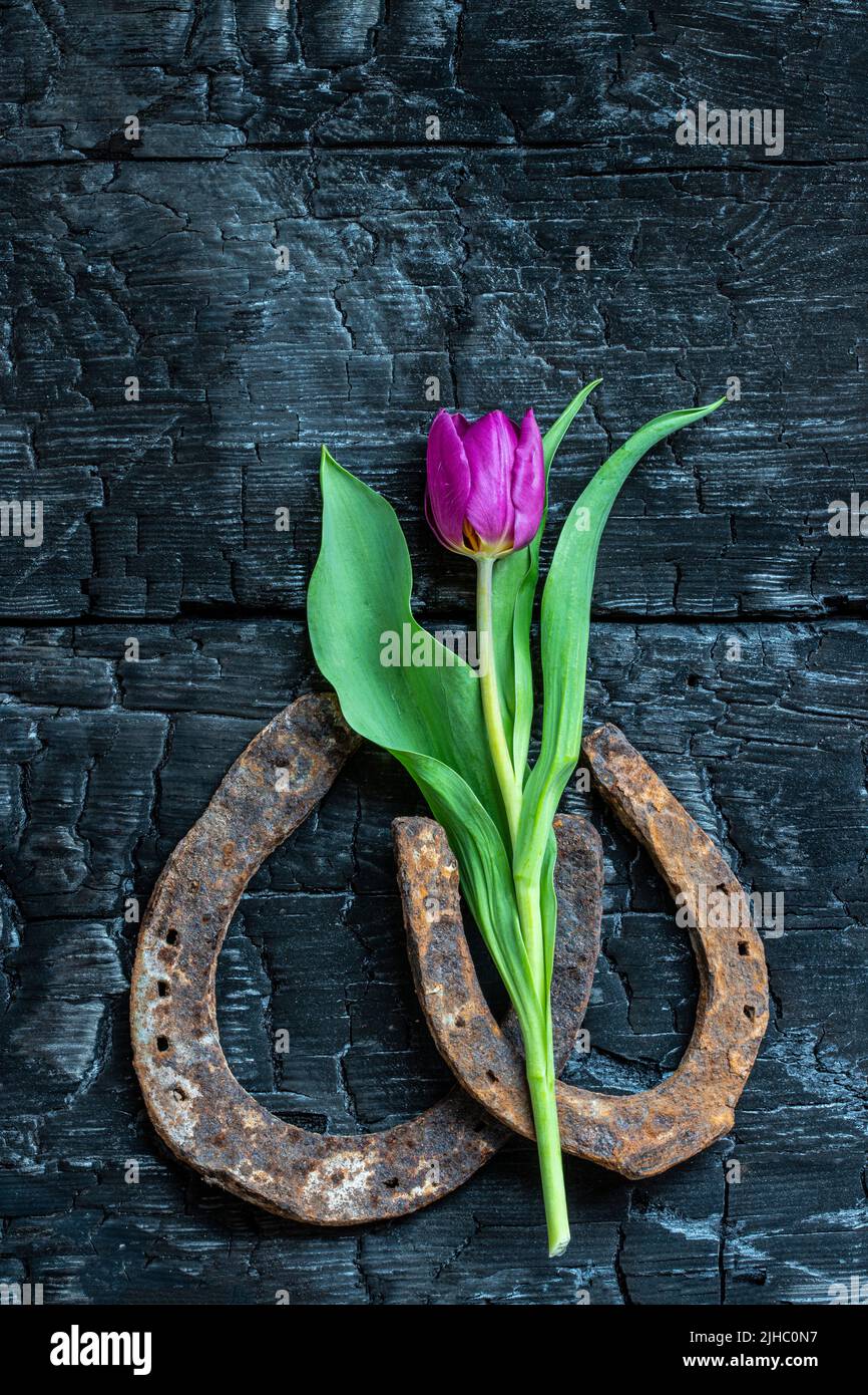 Hufeisen mit Tulpe Stockfoto