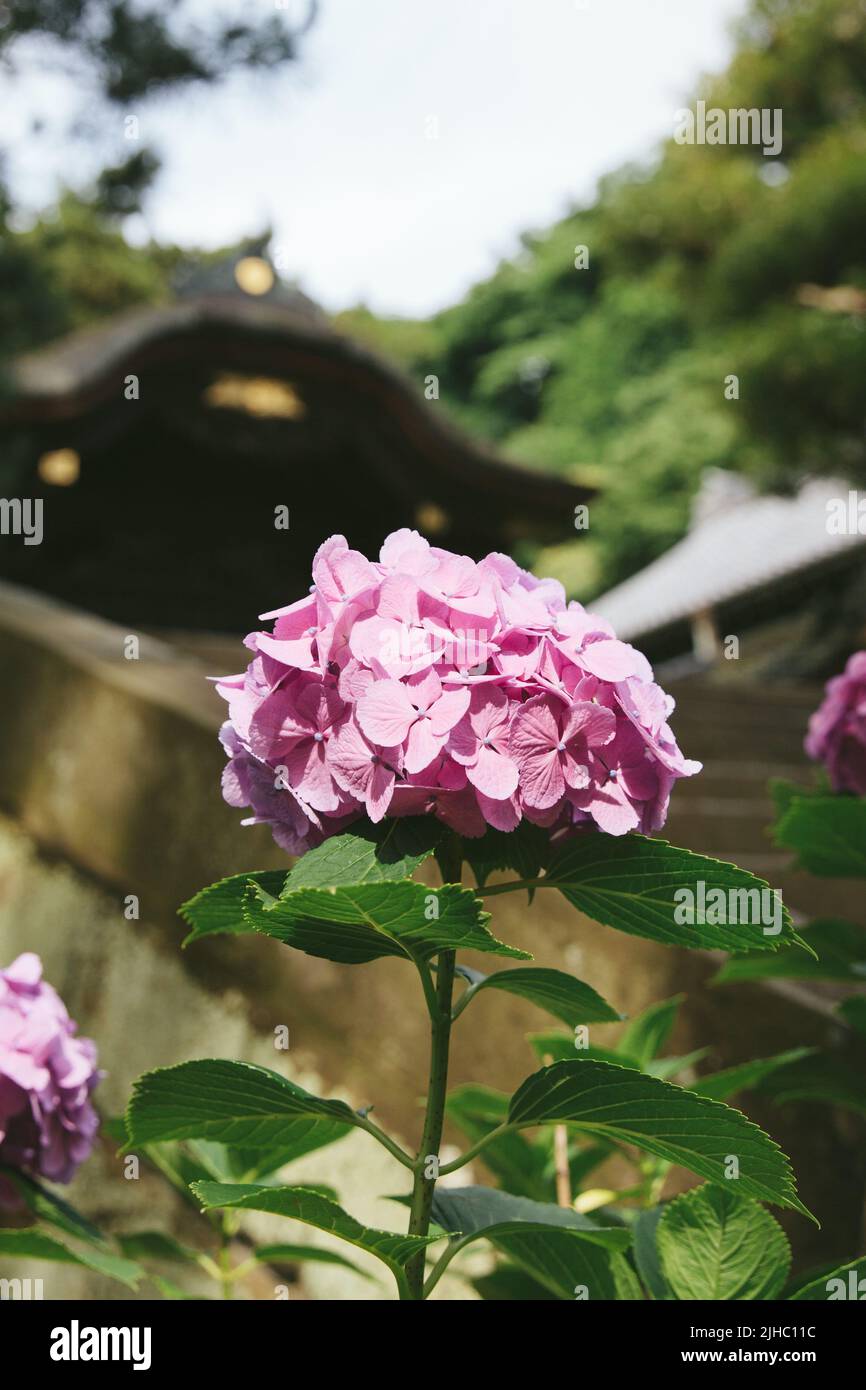 Hortensien wurden im Juni auf Japanisch ajisai genannt. Es ist rosa und niedlich. Hortensien haben verschiedene Arten von Farben, die verschiedene Blütensprachen haben. Stockfoto