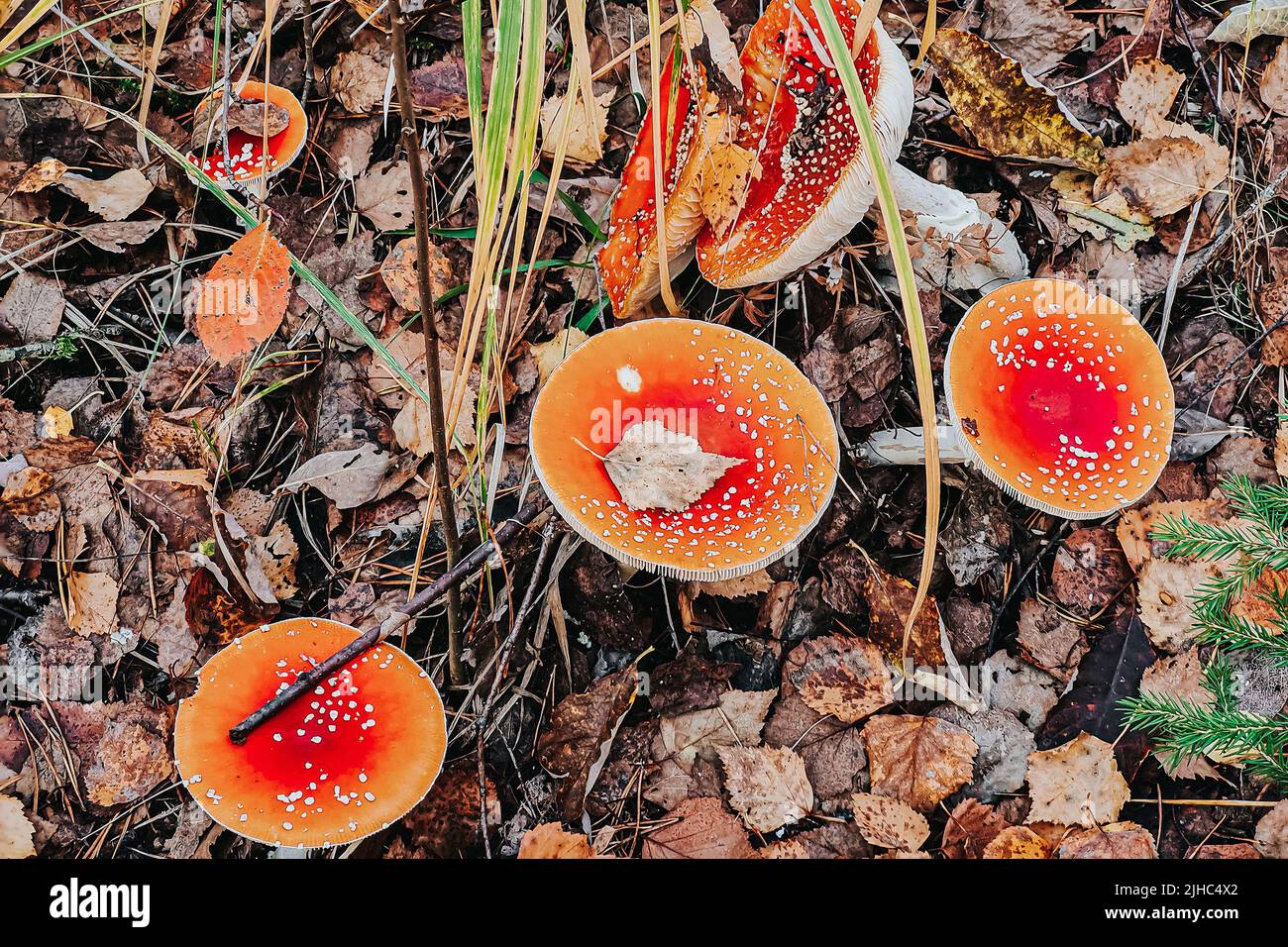 Gefährliche Fliege Agaric Pilz Nahaufnahme. Zutat zur Mikrodosierung mit Psilocybins. Vergiftung mit giftigen Pilzen. Herbstliche Natur. Stockfoto