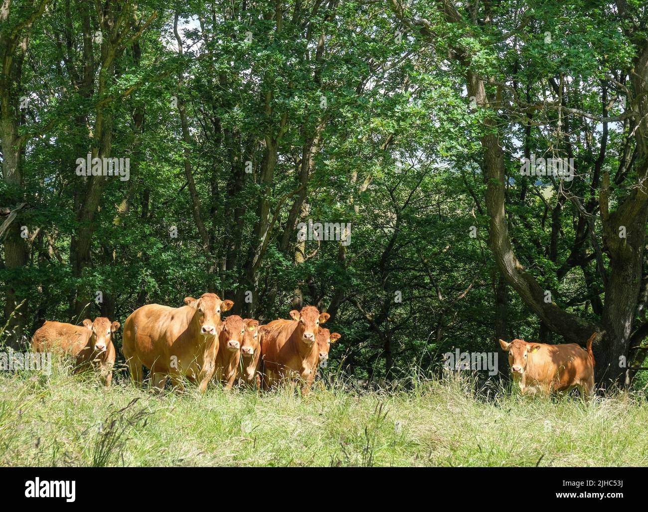 Bolsterstone, South Yorkshire, Großbritannien Juni 25 2022 Eine sanfte, pastorale Gruppe von braunen und weißen Kühen, die vor einem Hintergrund von Bäumen über Felder blicken Stockfoto Bolsterstone, South Yorkshire, Großbritannien Juni 25 2022 Eine sanfte, pastorale Gruppe von braunen und weißen Kühen, die vor einem Hintergrund von Bäumen über Felder blicken Stockfoto