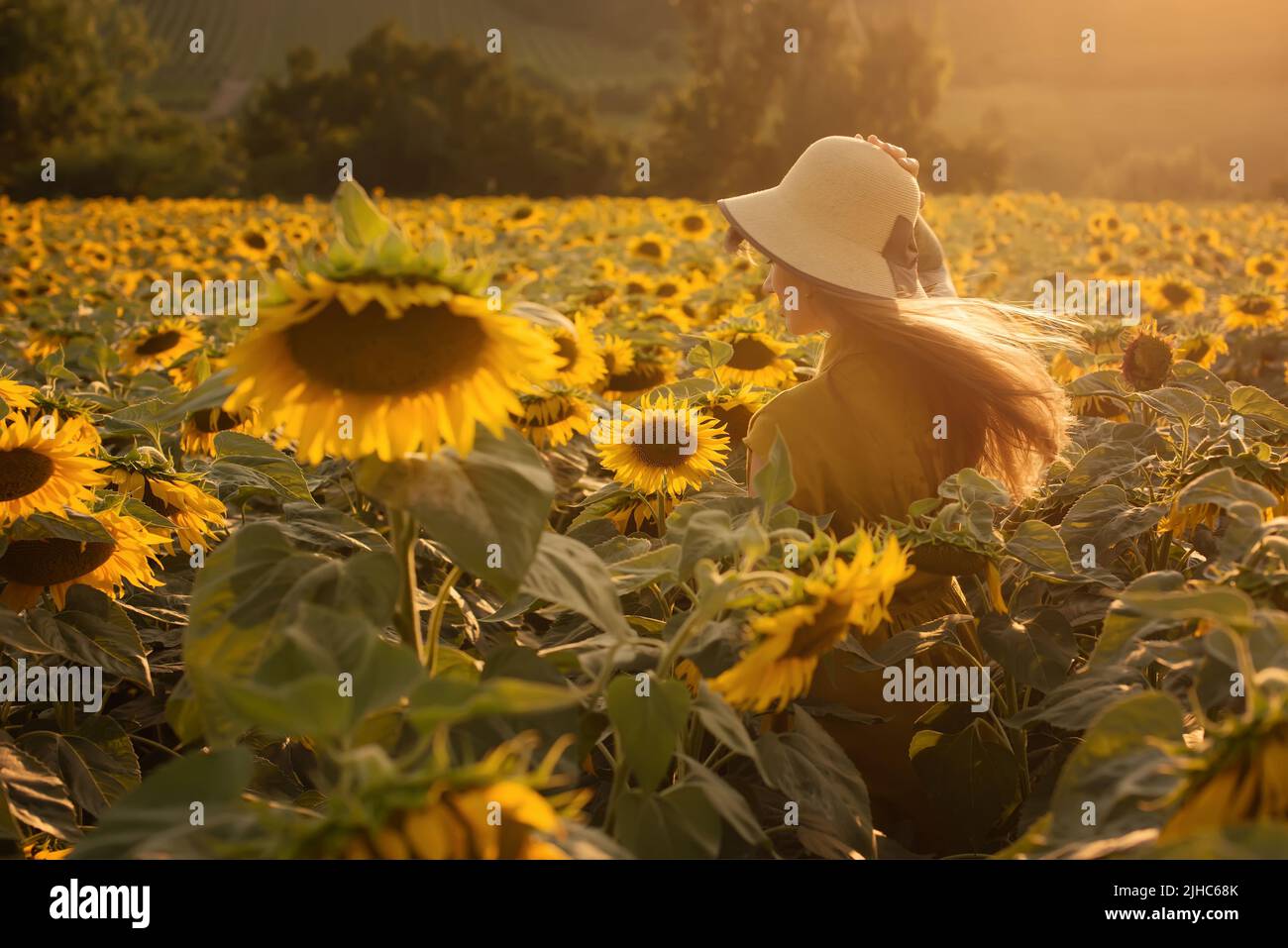 Frau mit fliegenden Haaren im Sonnenblumenfeld bei Sonnenuntergang Stockfoto